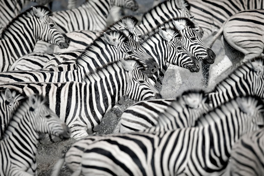 Zebra Running In Water