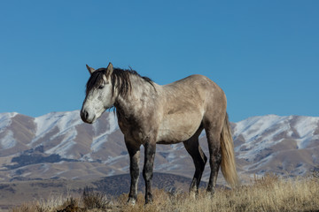 Wild Horse in Winter in Utah
