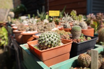 Beautiful cactus for sell