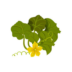 Patisson flower concept. Organic food. Vector illustration.