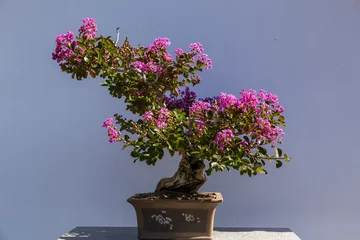 Fotobehang Bonsai Elegant succulent bonsai with blooming pink flowers in brown clay pot against plain grey background  © Anne Richard