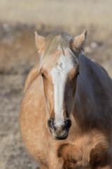 Fototapeta premium Wild Horse in Winter in Utah