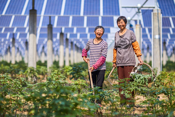 Asian farmers working in the solar photovoltaic area farmland