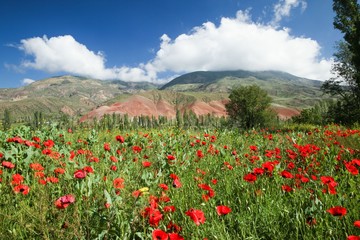 red poppy flowers in a field.artvin/turkey