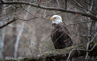 Bald eagle