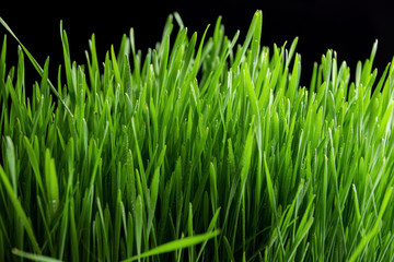  Green grass background texture
