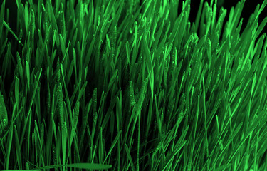  Green grass background texture