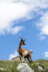 Goat and sky