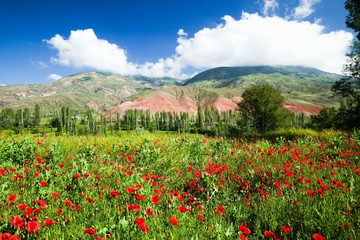 red poppy flowers in a field.artvin/turkey