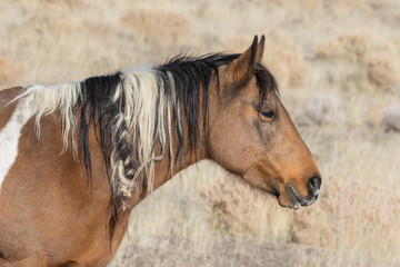 Obraz premium Wild Horse in Winter in Utah