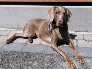 Striking short-haired silver-tan Weimaraner bitch with black collar and pink leash lying down...