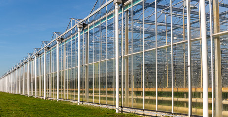Long Greenhouse Maasdijk