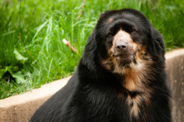 Andean Bear