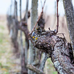 Weinstock im Weingarten Reben geschnitten