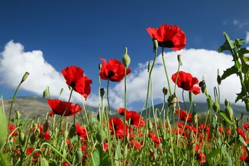 red poppy flowers in a field.artvin/turkey