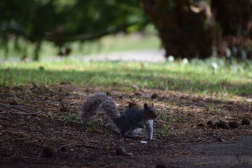 Fototapeta premium Grey Squirrel in park