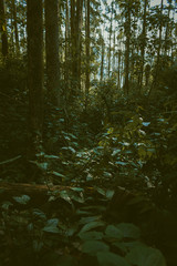 Reflection on the trees