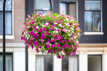 Fototapeta na wymiar some petunia flowers in Amsterdam