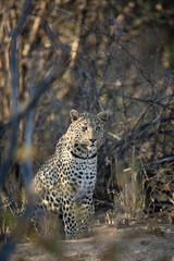 Fototapeta na wymiar Leopard in thick undergrowth