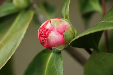 knospe der kamelie