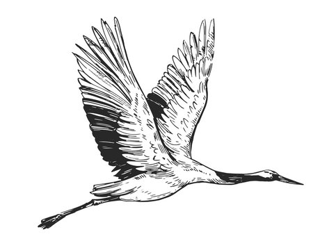 Sketch of crane. Hand drawn illustration converted to vector