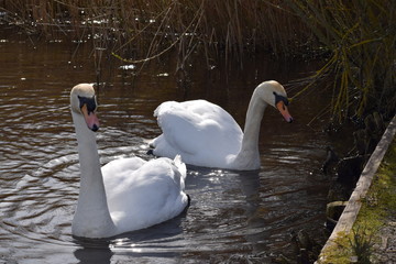 Two swans on a lake