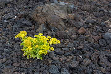 Yellow flowers in lava t Tenerife,  Canary Islands, Spain.