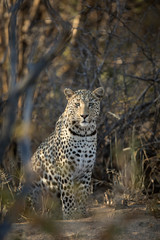 Leopard in afternoon light