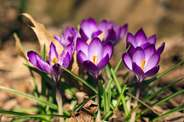 purple crocus flowers in the Spring