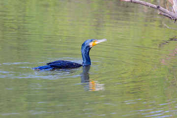 Cormorant swimming