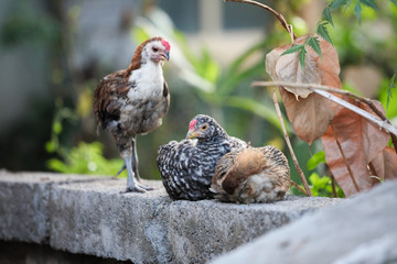 Chickens at outdoors