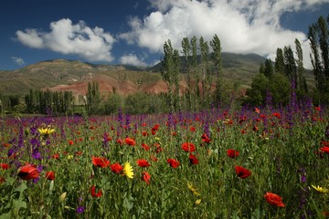 red poppy flowers in a field.artvin/turkey