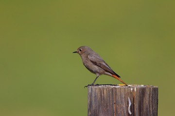 Rouge-queue noir femelle