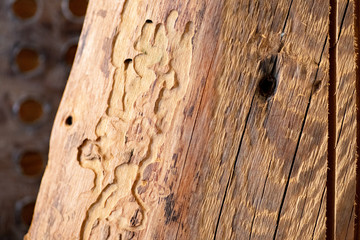 Obraz premium texture of wood