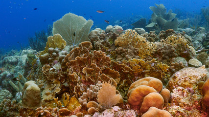 Fototapeta na wymiar Seascape of coral reef in the Caribbean Sea around Curacao at dive site Smokey's with black gorgonian coral and moray eel