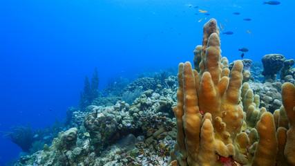Seascape of coral reef in the Caribbean Sea around Curacao at dive site Paradise with various corals and sponges