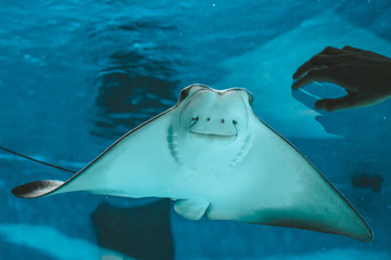 Naklejka premium Cute stingray swims in aquarium close-up, bottom view