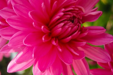 beautiful autumn pink flower chrysanthemum close up