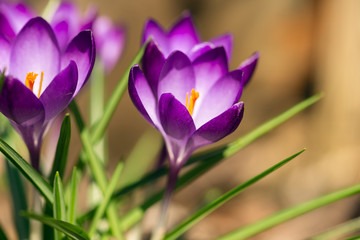 Fototapeta premium purple crocus flowers in the Spring