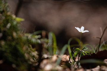 blossom of a forest anemone