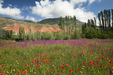 red poppy flowers in a field.artvin/turkey