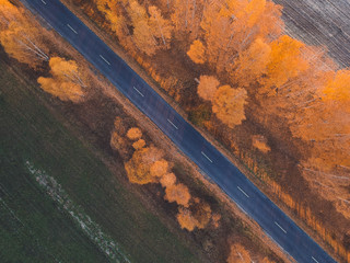 Road in the autumn birch forest from a quadcopter height