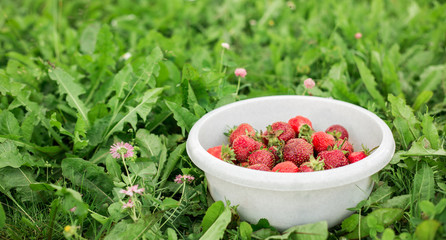 Fresh strawberry in bowl in the garden Green grass Outdoor Summer Copy space