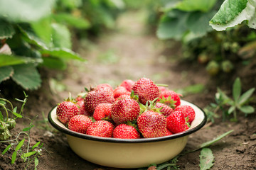 Fresh strawberry in bowl in the garden Outdoor Summer