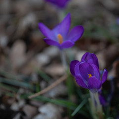 purple crocus spring is here