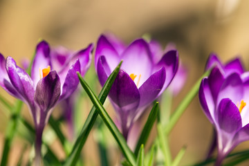 purple crocus flowers in the Spring