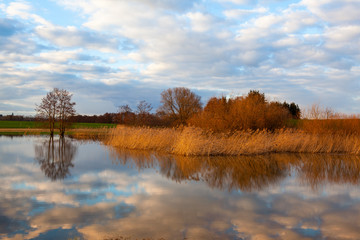 Golden autumn grass on the lake.