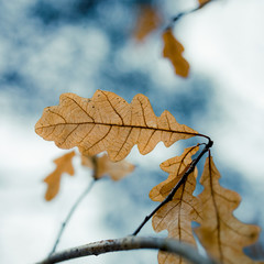 Dry leaves in small oak tree branch
