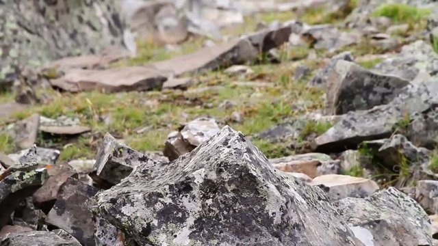 Close up of Pika with blurred background gathering food among the rocks in the mountains of south-western Alberta.