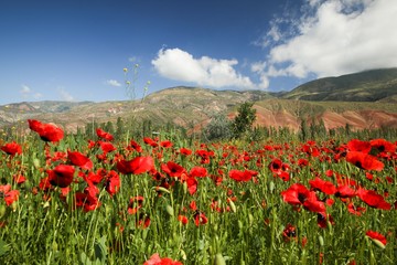red poppy flowers in a field.artvin/turkey
